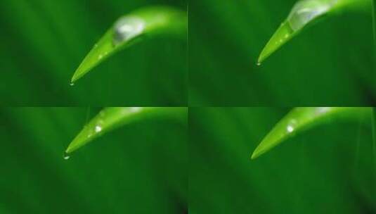 春天 水珠 绿叶 7高清在线视频素材下载