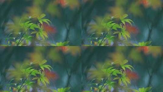 森林下雨枫叶雨滴高清在线视频素材下载
