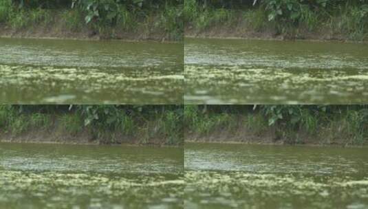 农村小河阴天下雨水滴涟漪高清在线视频素材下载