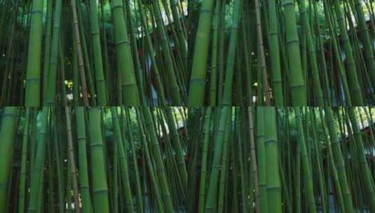 绿色生态竹林高清在线视频素材下载
