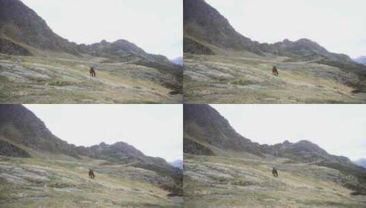 航拍在山坡上吃草的马匹高清在线视频素材下载