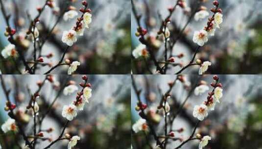 春雨中梅花花朵特写,梅花花瓣上的雨滴水珠高清在线视频素材下载