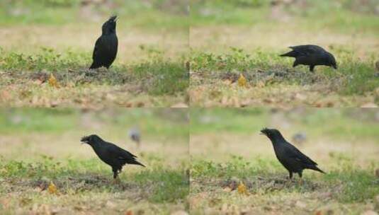 春天草丛中一只八哥鸟觅食高清在线视频素材下载