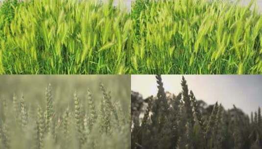 小麦麦穗（特写）高清在线视频素材下载
