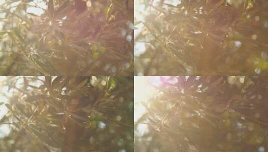 透过树叶的阳光 阳光透过树叶高清在线视频素材下载