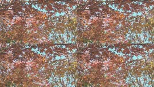 秋天红叶、树高清在线视频素材下载