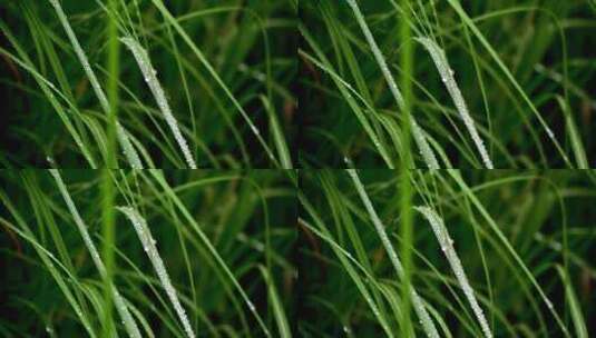 晶莹的雨滴水珠落在小草绿叶上高清在线视频素材下载
