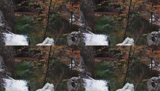 秋天落叶高清在线视频素材下载