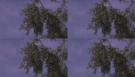 黄昏天空下的枣树随风晃动高清在线视频素材下载