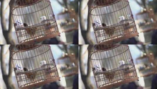 鸟笼里的画眉高清在线视频素材下载