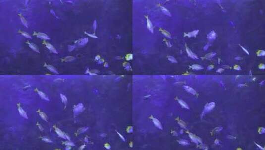 珠海长隆海洋王国 鱼群高清在线视频素材下载