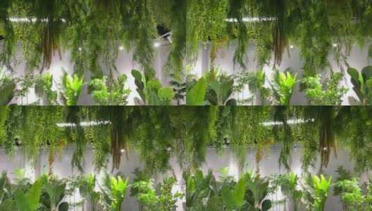 家庭摆放绿植 仿真植物高清在线视频素材下载