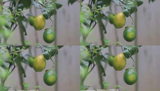 成熟的香水柠檬高清在线视频素材下载