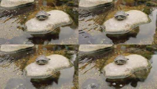 石头上的乌龟高清在线视频素材下载