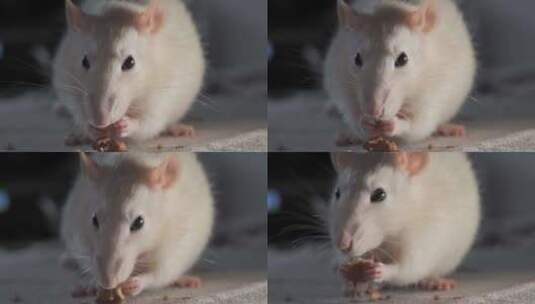 老鼠吃东西高清在线视频素材下载