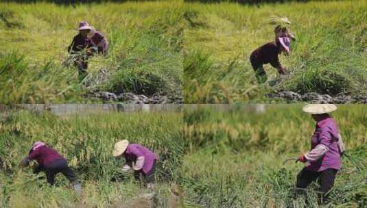 农民在收割稻谷高清在线视频素材下载