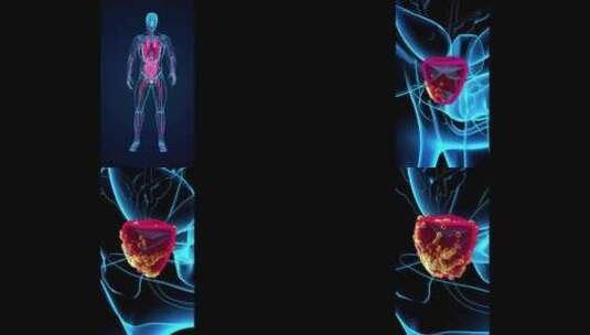 前列腺的概念垂直动画高清在线视频素材下载