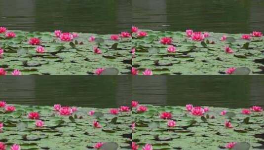 夏天池塘中的睡莲花特写镜头高清在线视频素材下载