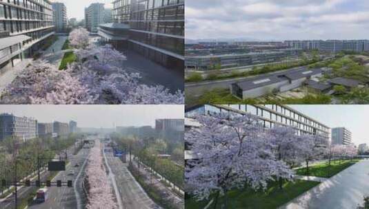 杭州阿里巴巴西溪园区春天樱花盛开高清在线视频素材下载
