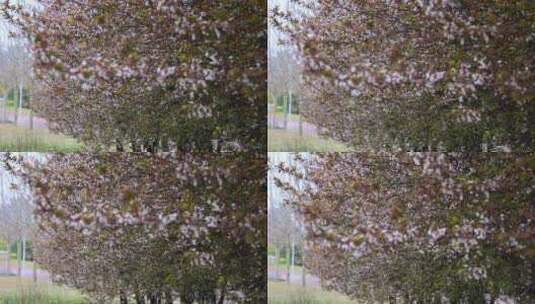 春暖花开园林绿化树高清在线视频素材下载