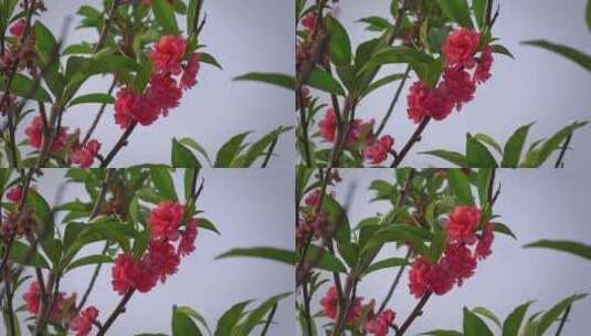 桃花花朵花瓣微风吹动高清在线视频素材下载