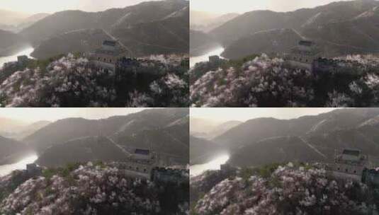 航拍春天山花簇拥的黄花城长城高清在线视频素材下载