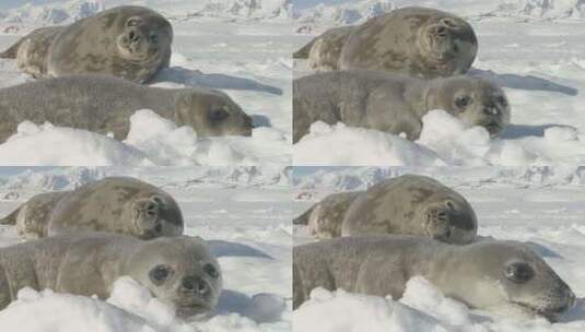 有趣的威德尔海豹享受南极洲冰景高清在线视频素材下载