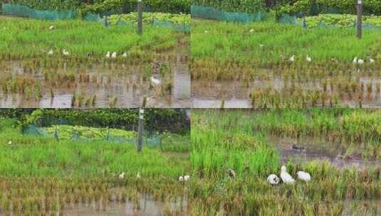 生态环境养殖水稻鸭稻共存环保高清在线视频素材下载