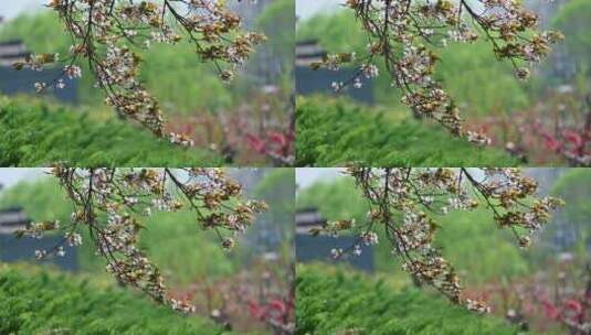 春天阳光下盛开的红杏花朵花簇高清在线视频素材下载