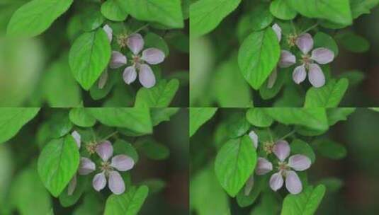 美丽的车厘子花特写高清在线视频素材下载