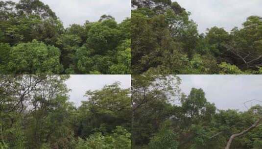 树林穿梭飞行树林航拍丛林飞过树顶自然风光高清在线视频素材下载