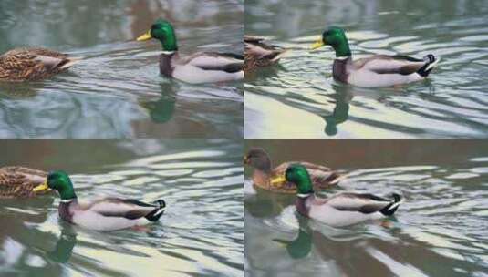 两个鸭子水中游高清在线视频素材下载
