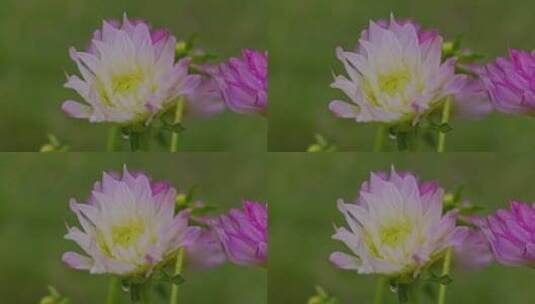 花花朵花瓣花开绽放高清在线视频素材下载