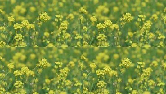 春天盛开的黄色油菜花与采蜜蜜蜂满画幅特写高清在线视频素材下载