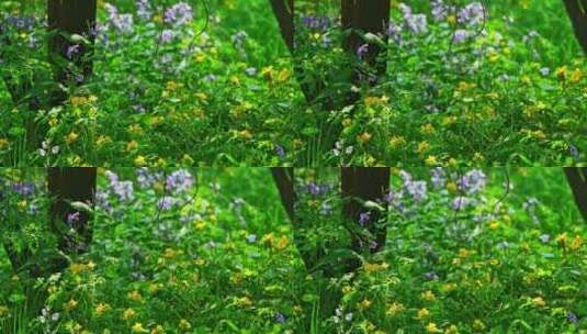 春天阳光树荫下盛开的一片黄色野花高清在线视频素材下载