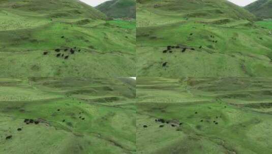 漫山遍野的牦牛群高清在线视频素材下载