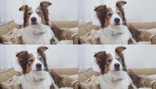 可爱的宠物狗高清在线视频素材下载