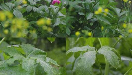 雨季绿叶雨滴升格特写：自然之韵的细腻展现高清在线视频素材下载
