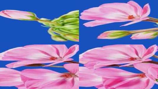 粉色天竺葵花在浅蓝色背景上随着时间的推移高清在线视频素材下载