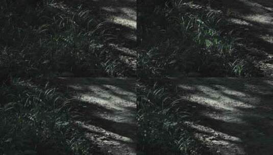 夏季森林阳光透过树叶光影高清在线视频素材下载