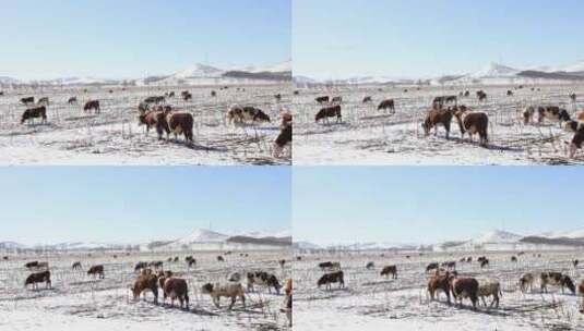 冬天雪地里的吃草的牛群高清在线视频素材下载