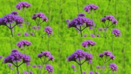 花卉马鞭草实拍高清在线视频素材下载