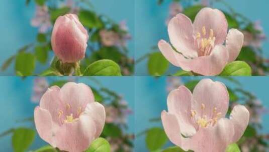 Quince Blossom Timel高清在线视频素材下载