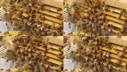 蜜蜂采蜜归巢春天蜜蜂蜂蜜高清在线视频素材下载