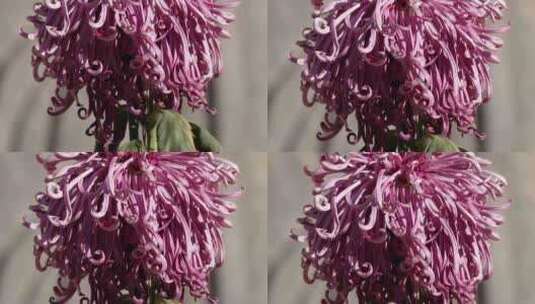 名贵品种菊花鲜花秋季赏花花展高清在线视频素材下载