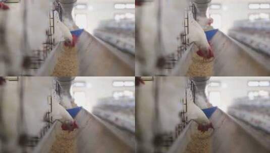 养鸡场的白羽鸡在吃饲料高清在线视频素材下载