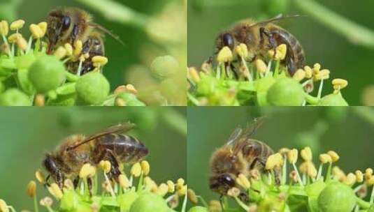 Abeja melífera高清在线视频素材下载