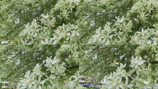 蜜蜂在花上的特写视频高清在线视频素材下载