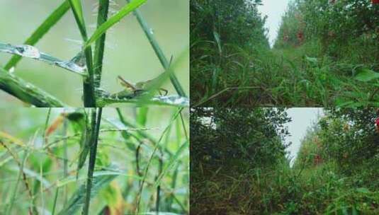 生态雨杂草蚂蚱蝗虫4k高清在线视频素材下载