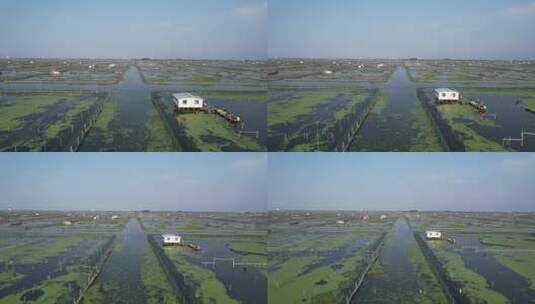 苏州阳澄湖大闸蟹养殖基地航拍高清在线视频素材下载